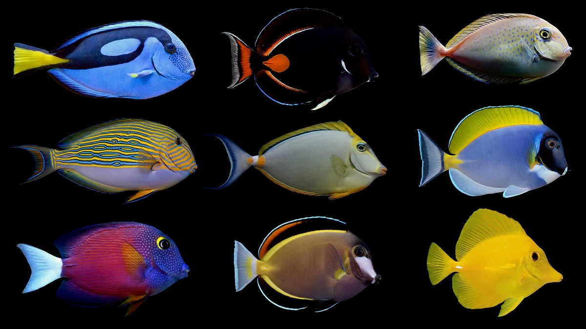 Tang / Surgeon Fish – Long Island Tropical