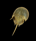 Horseshoe Crab (1-3 inches)