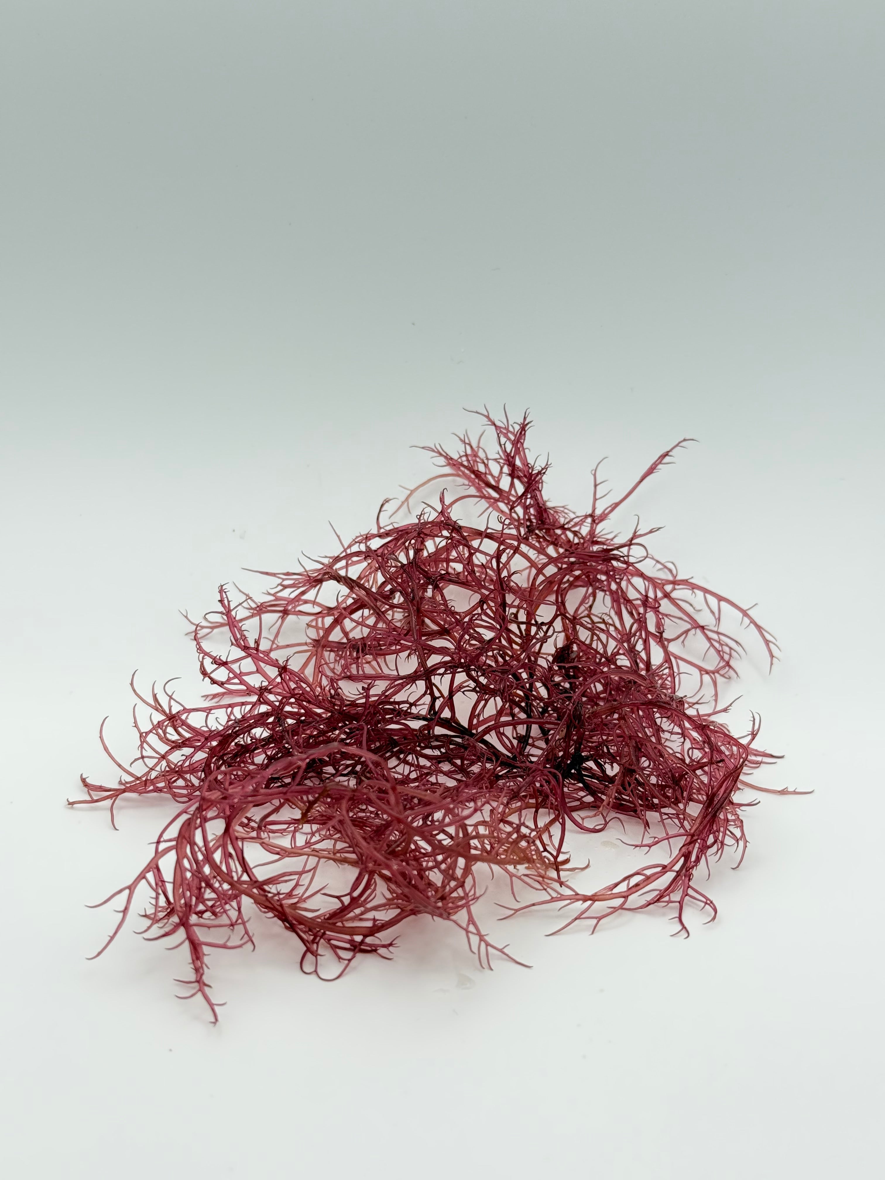 Red Ogo