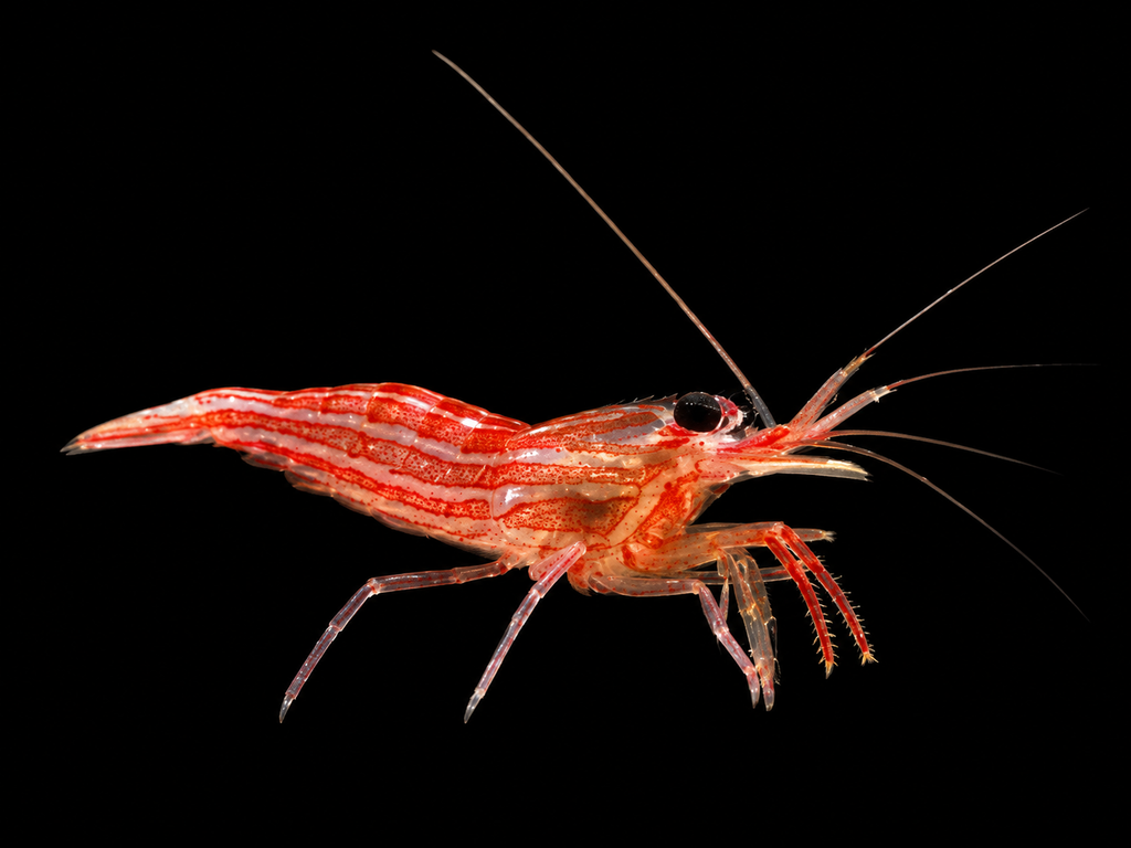 Peppermint Shrimp