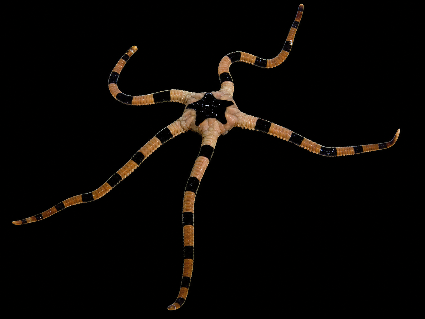 Serpent Starfish