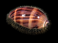 Deer Cowrie