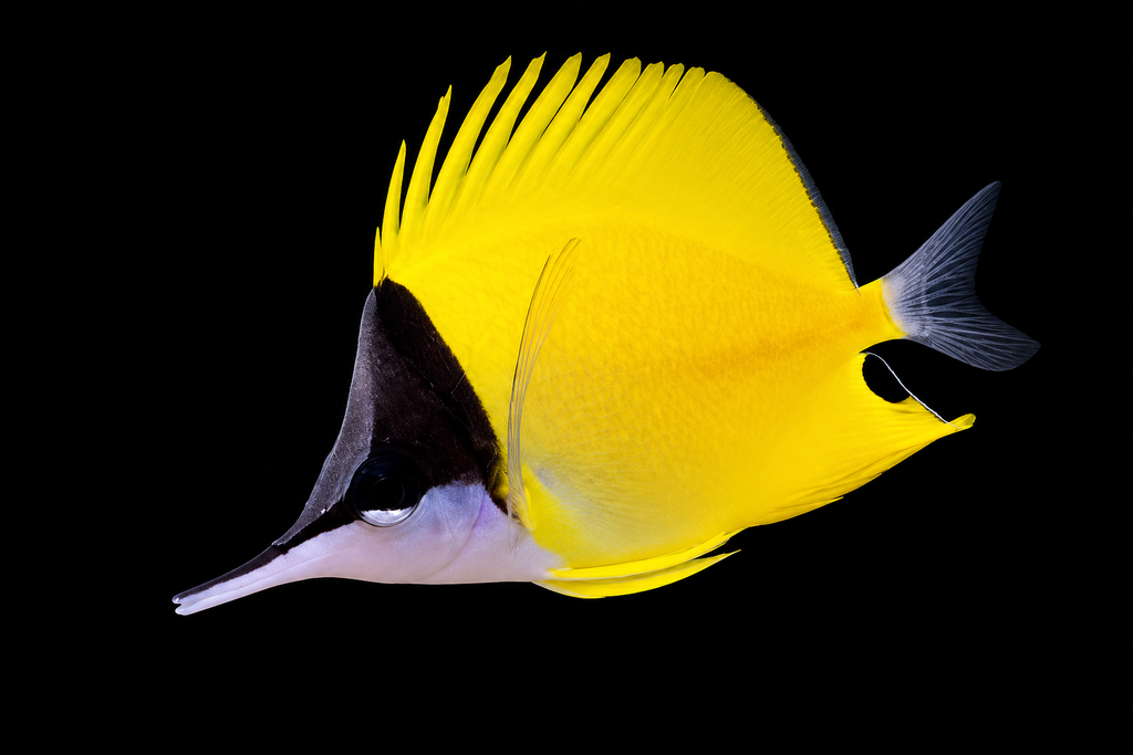 Yellow Longnose Butterfly