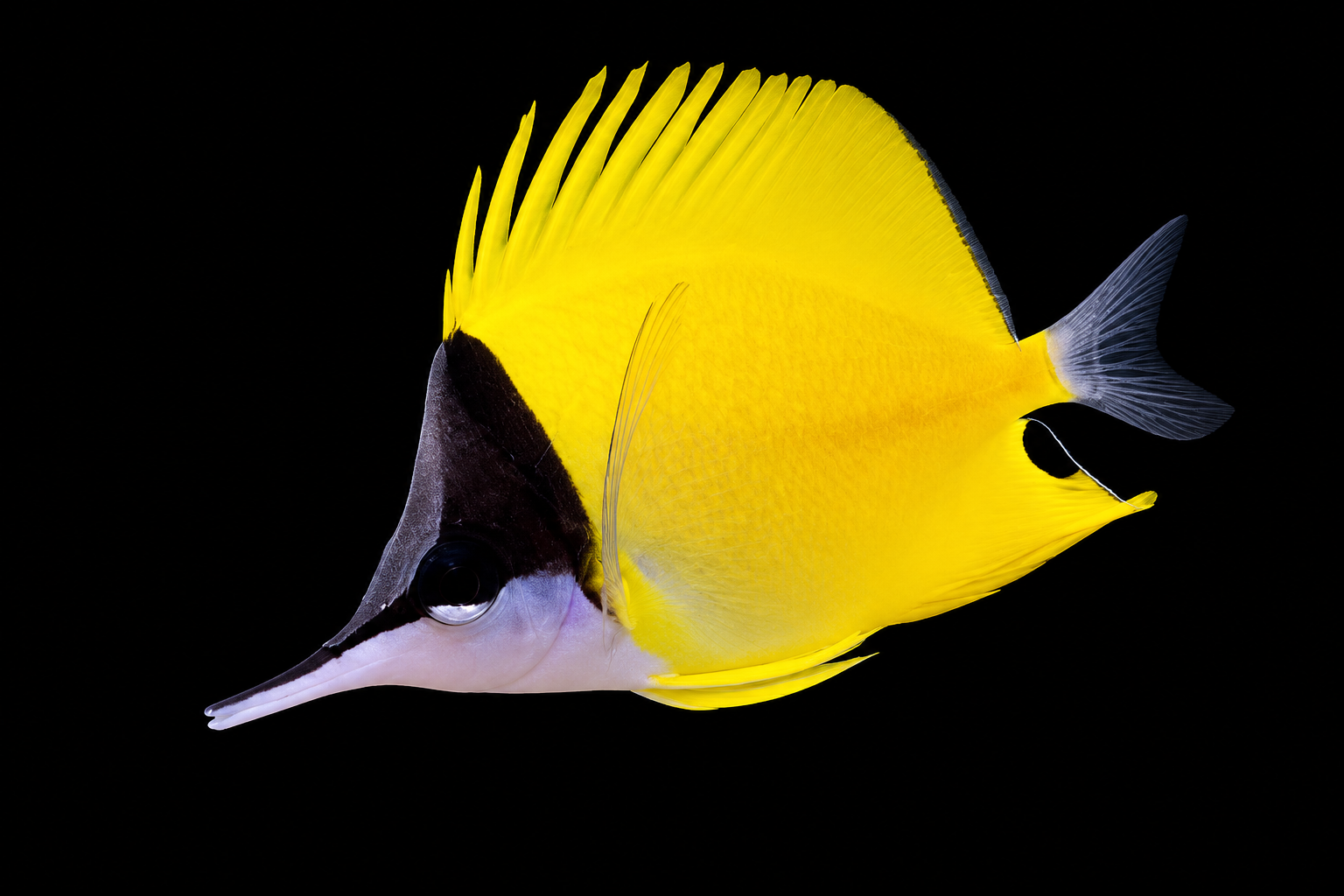 Yellow Longnose Butterfly