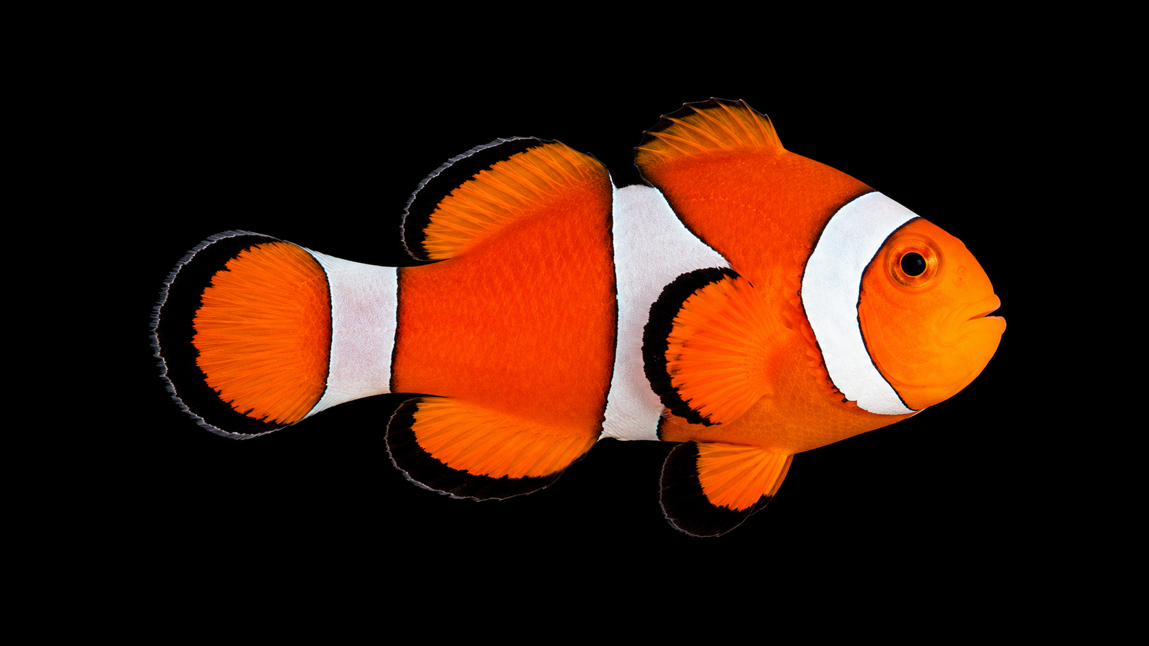 Ocellaris Clownfish