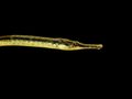 Northern pipefish