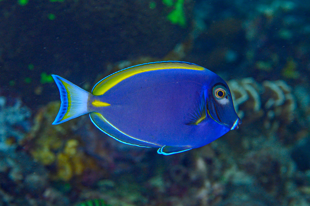 Hybrid Powder Blue Tang