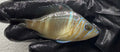Barred Hamlet