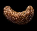 Sea Cucumber