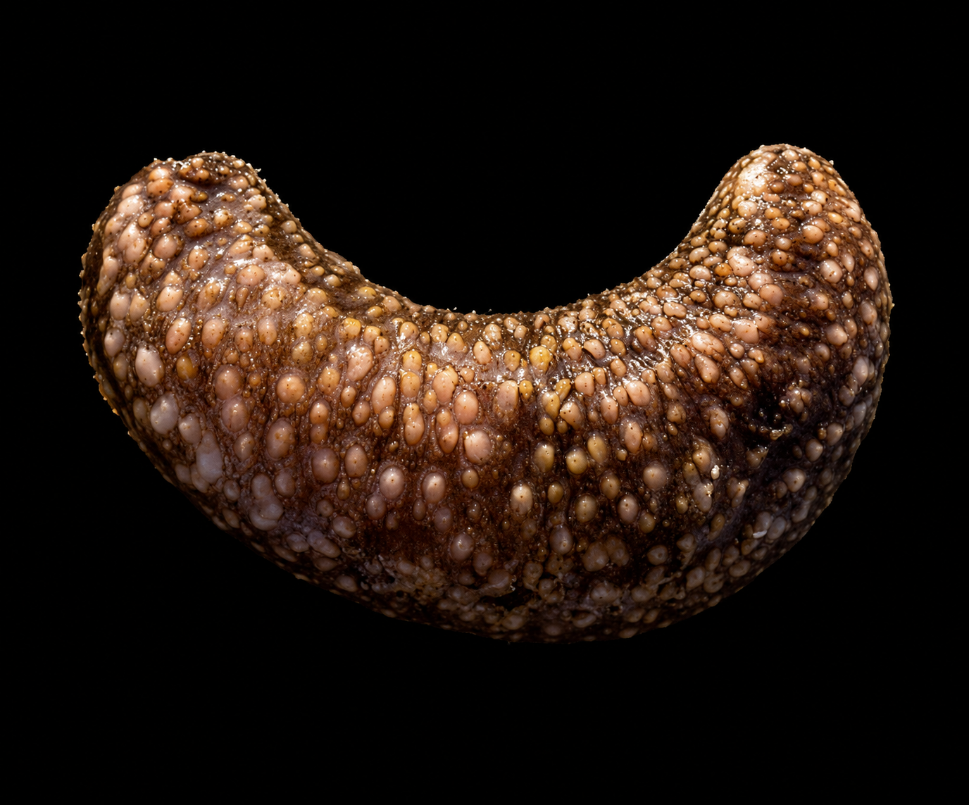 Sea Cucumber