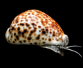 Cowrie