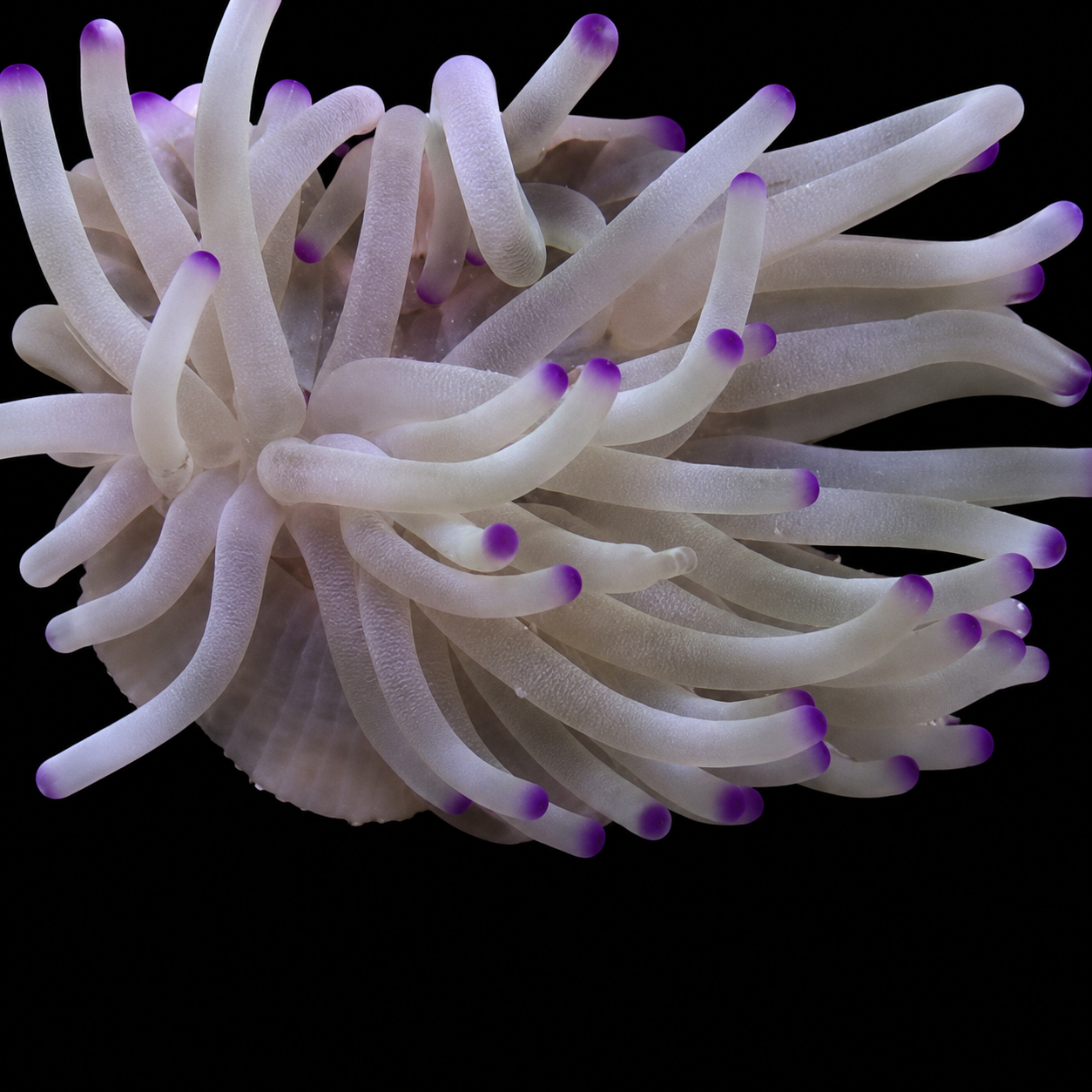 Pink Tip Anemone