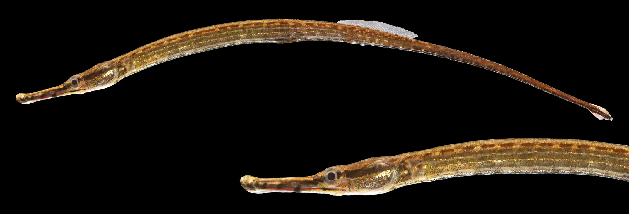 Northern pipefish