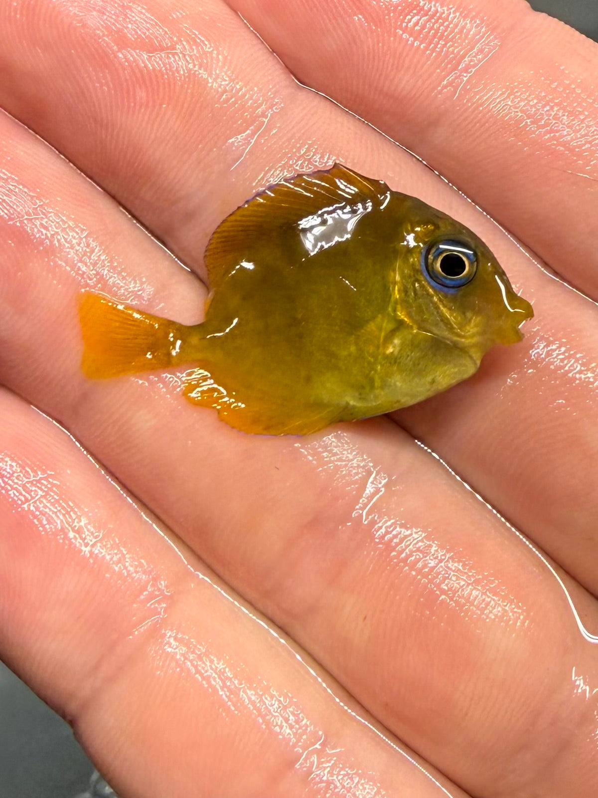 Atlantic Blue Tang: Juvenile
