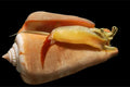 Fighting Conch