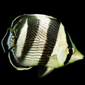 Banded Butterflyfish