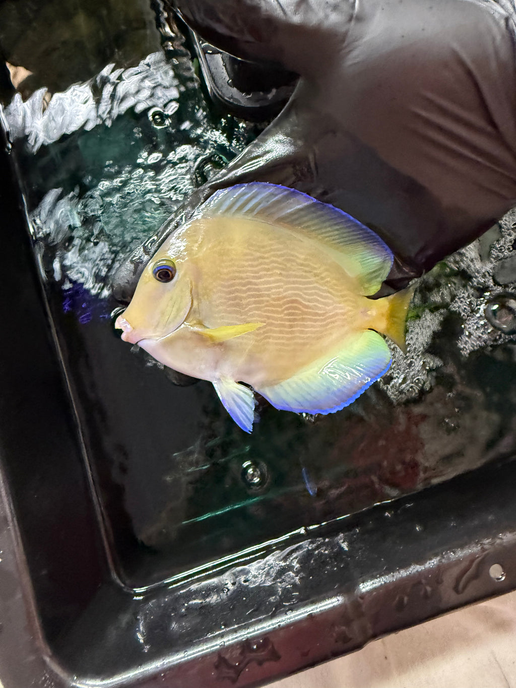 XL Atlantic Blue Tang