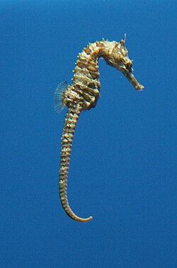Lined Seahorses