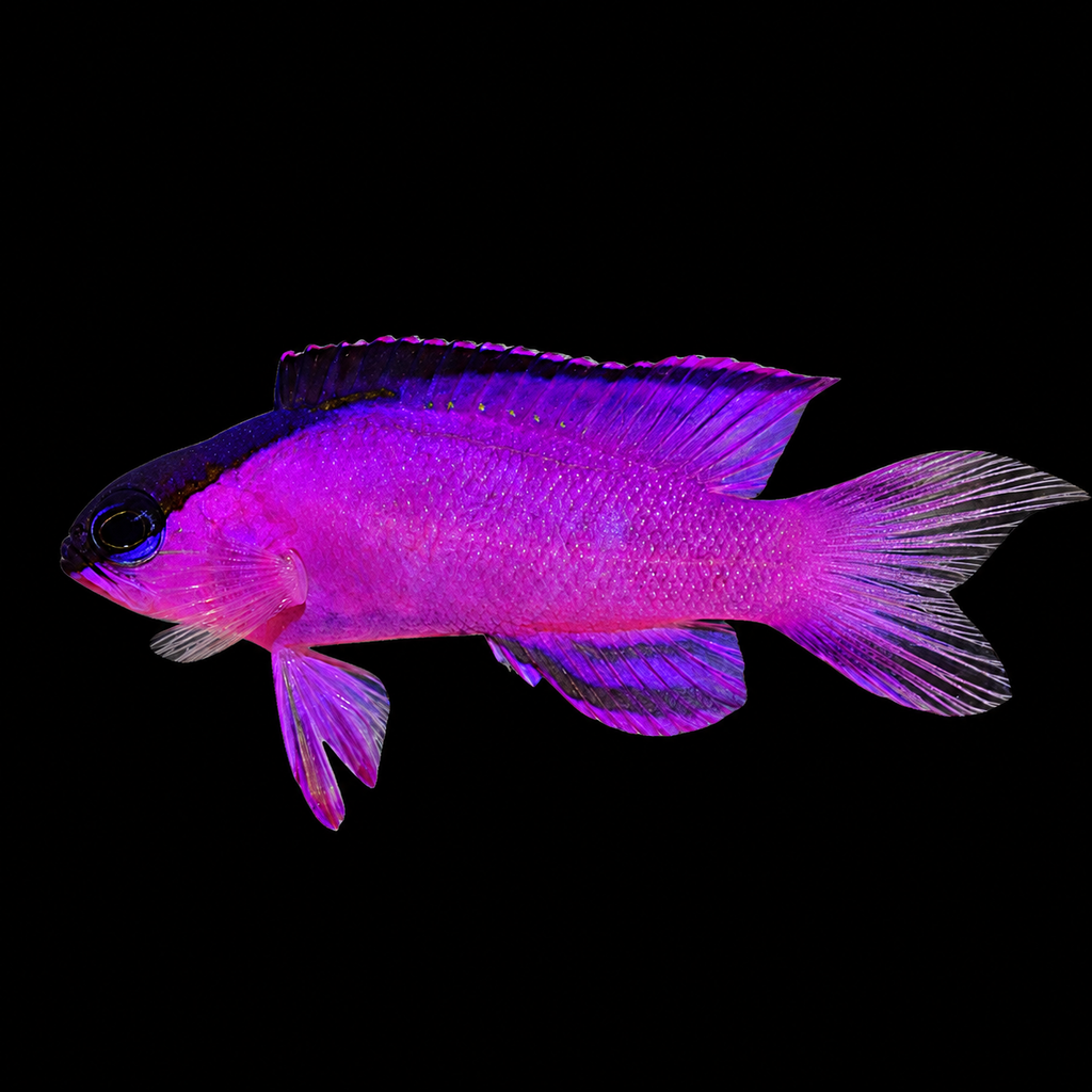 Black Cap Basslet