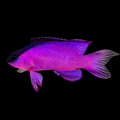 Black Cap Basslet