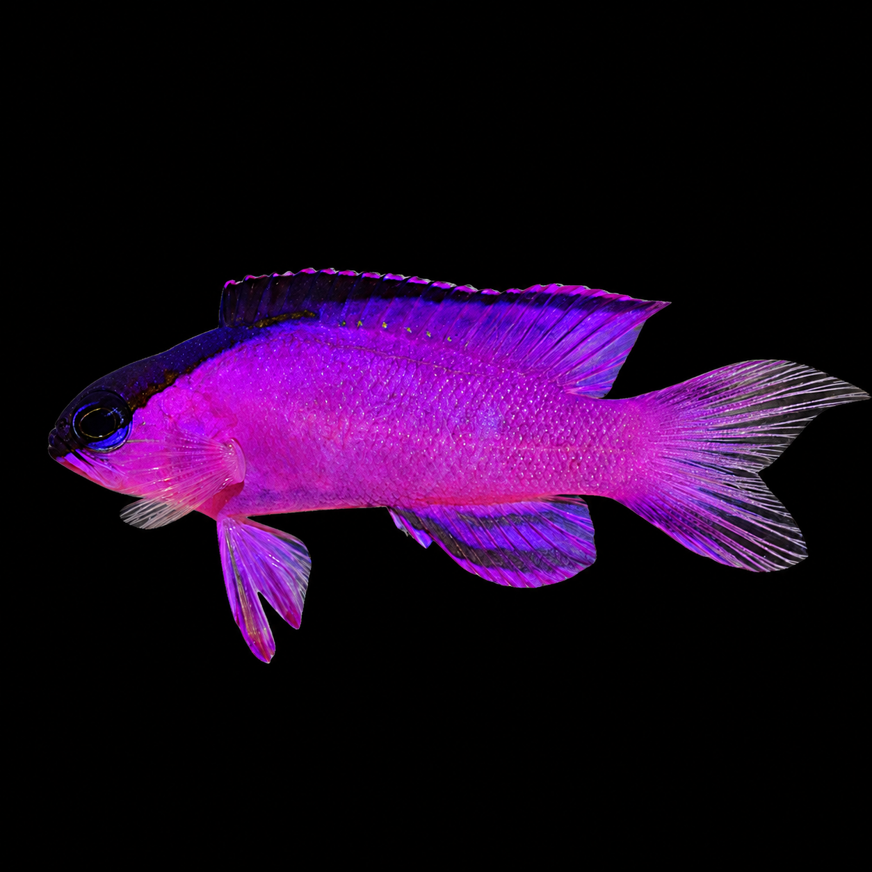 Black Cap Basslet