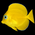 Atlantic Blue Tang: Juvenile
