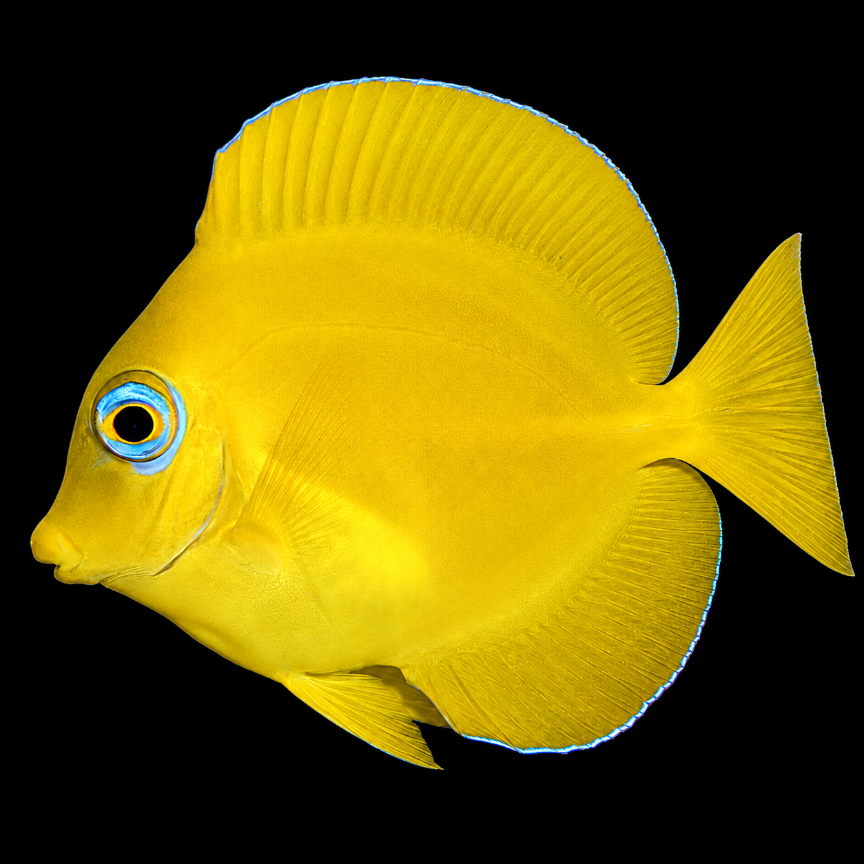 Atlantic Blue Tang: Juvenile
