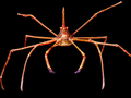 Arrow crab