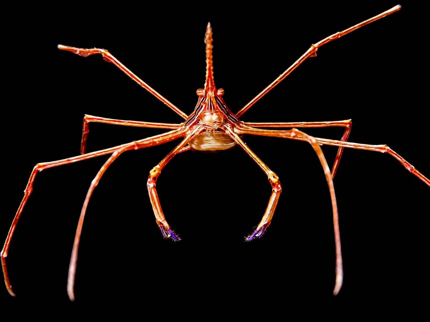 Arrow crab