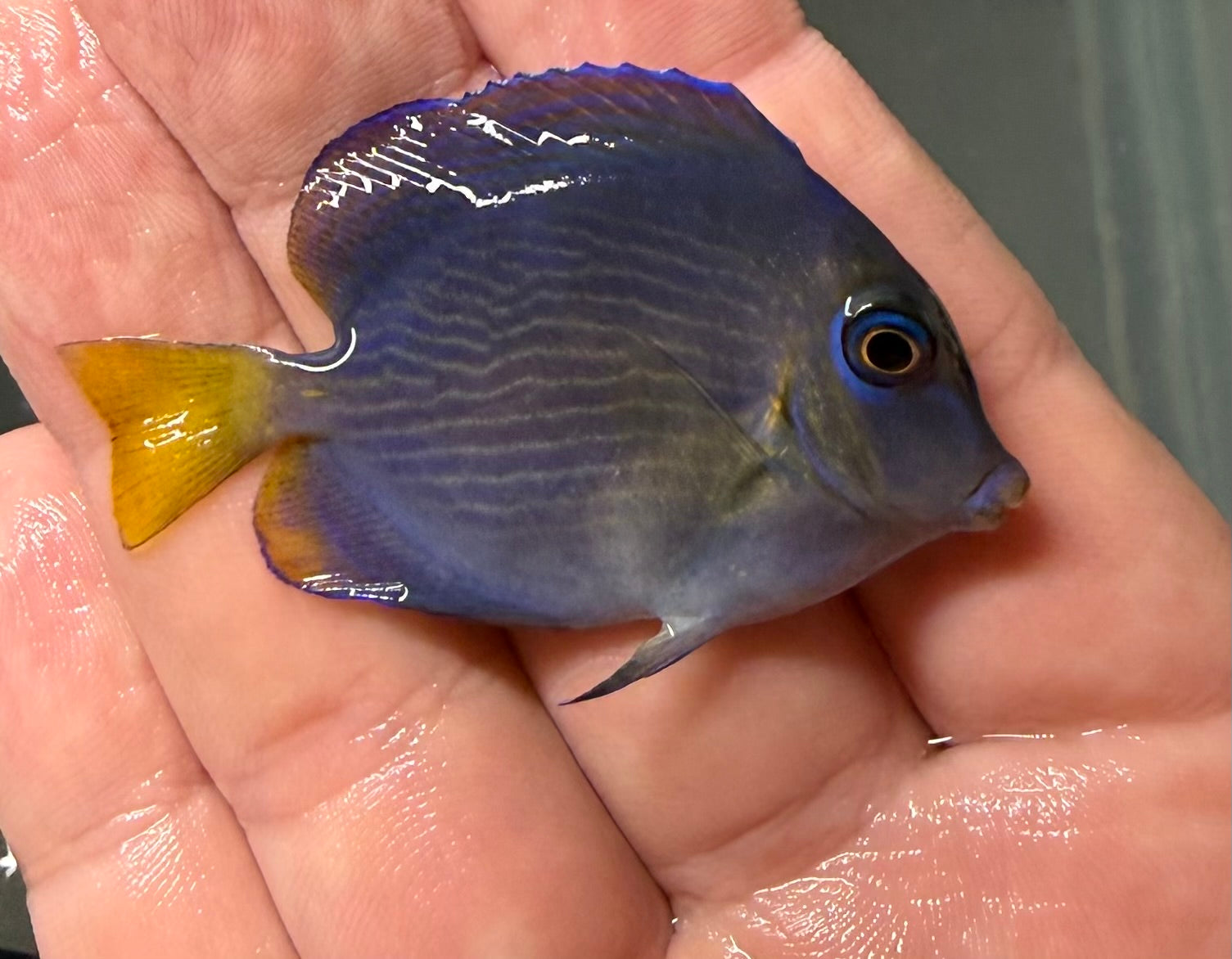 Atlantic Blue Tang