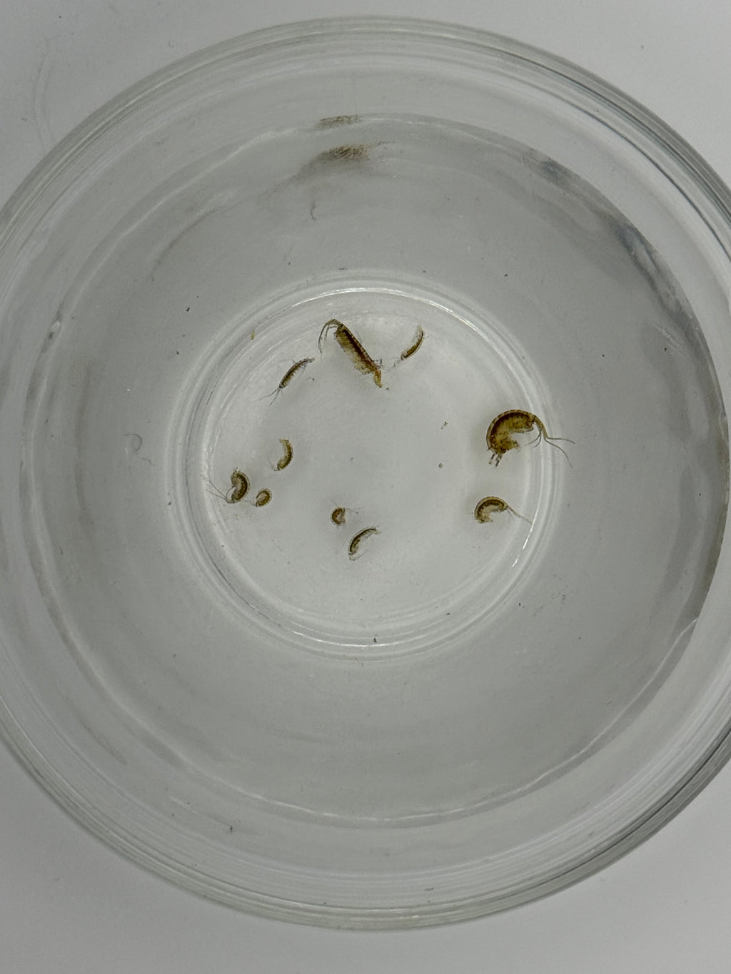 Amphipods