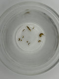 Amphipods