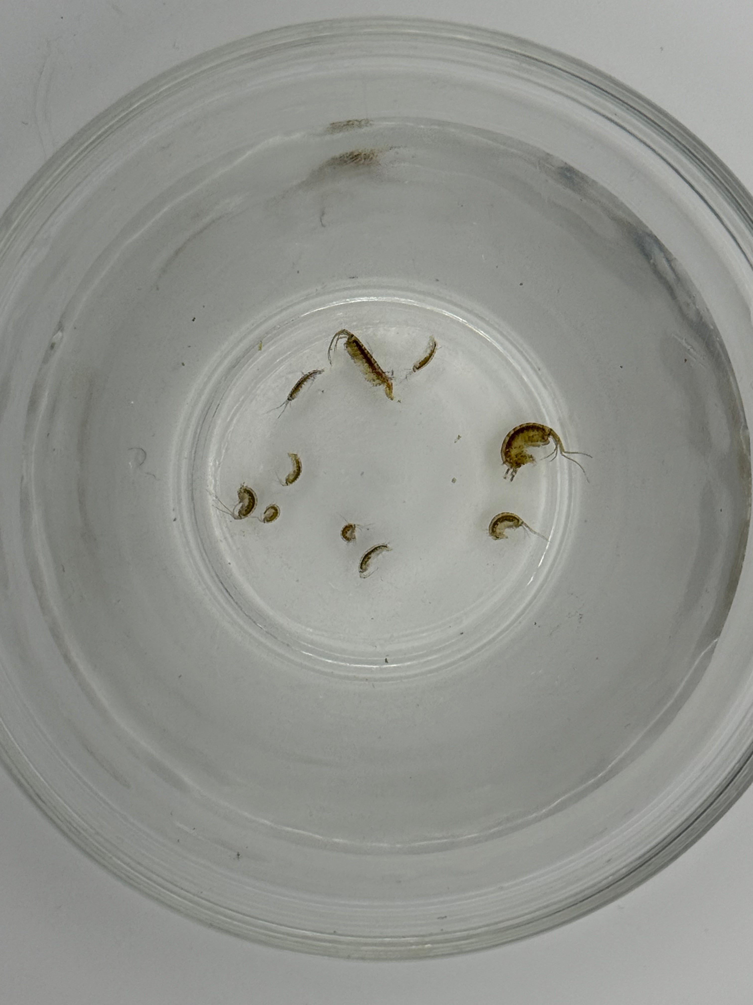 Amphipods