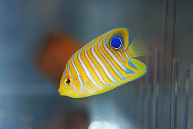 Regal Angelfish (juv.)