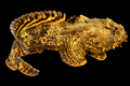 Oyster Toadfish