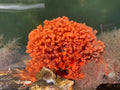 Red Beard Sponge