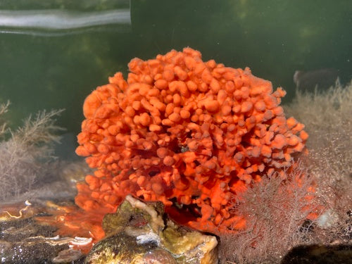 Red Beard Sponge