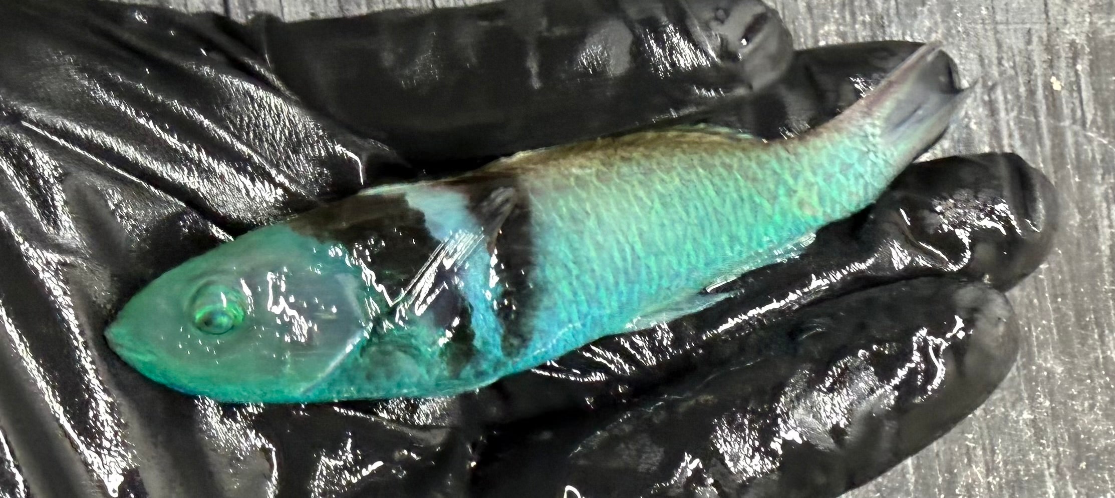Blue Headed Wrasse