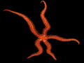 Red brittle Starfish