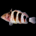 Red Spotted Hawkfish