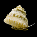 Astraea Tecta
