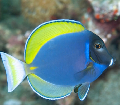 Hybrid Powder Blue Tang