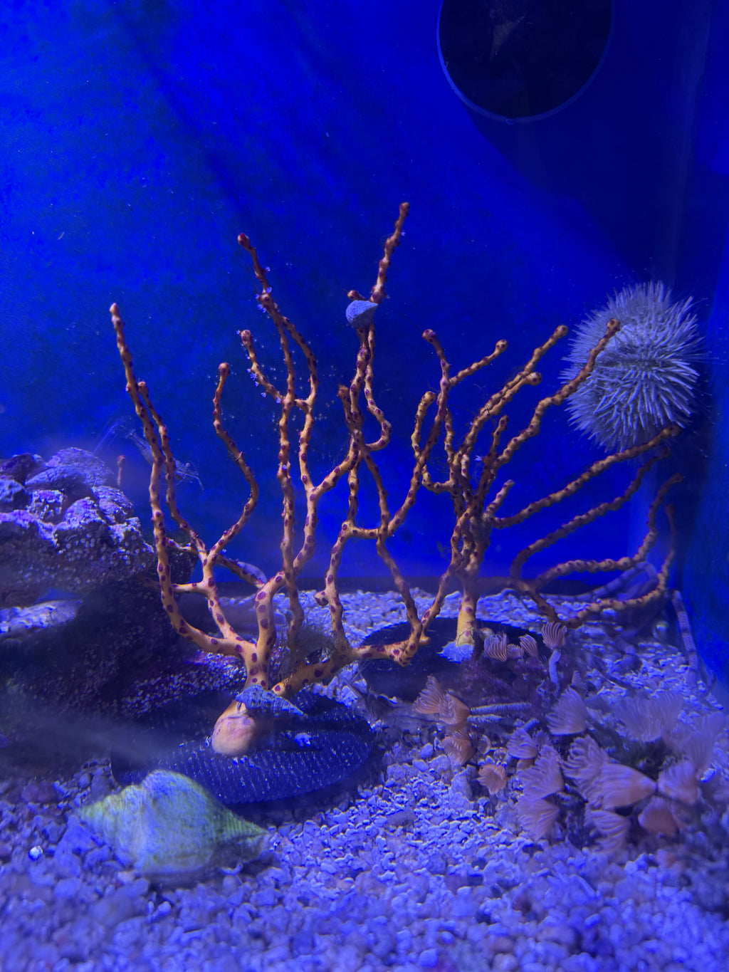 Yellow/ Red Finger Gorgonian