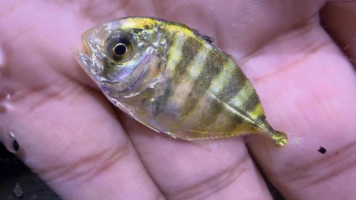 Juv. Crevalle Jack