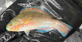Princess Parrotfish
