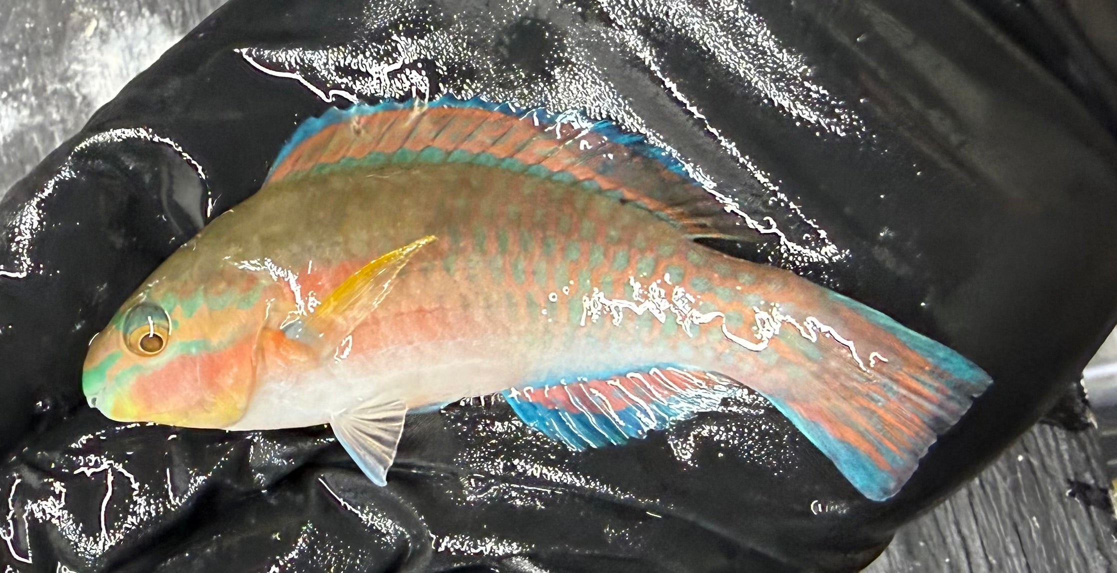 Princess Parrotfish