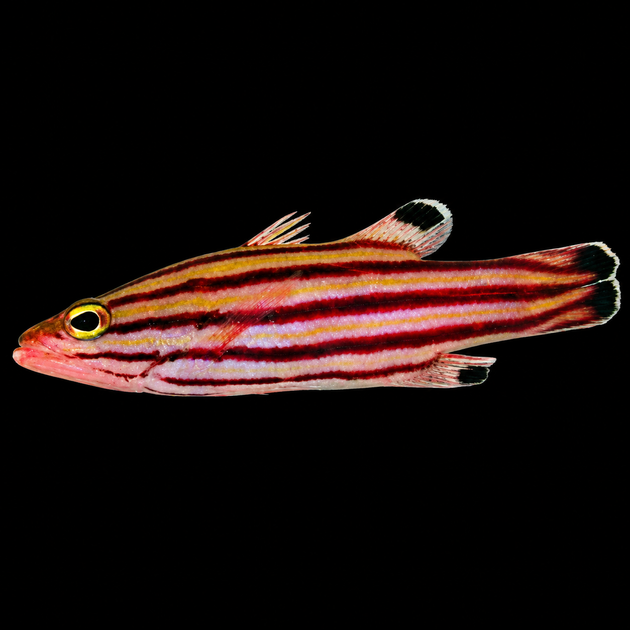 Swissguard Basslet