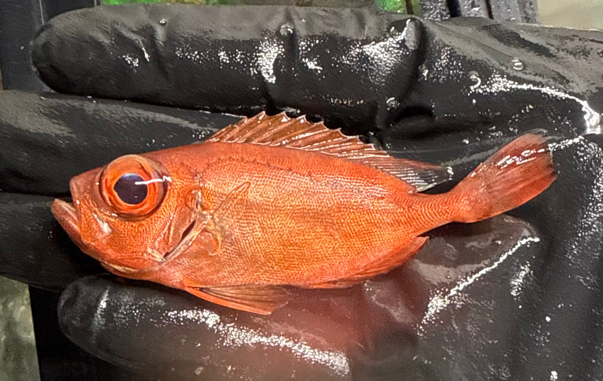 Glasseye Snapper