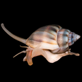 Nassarius Snail