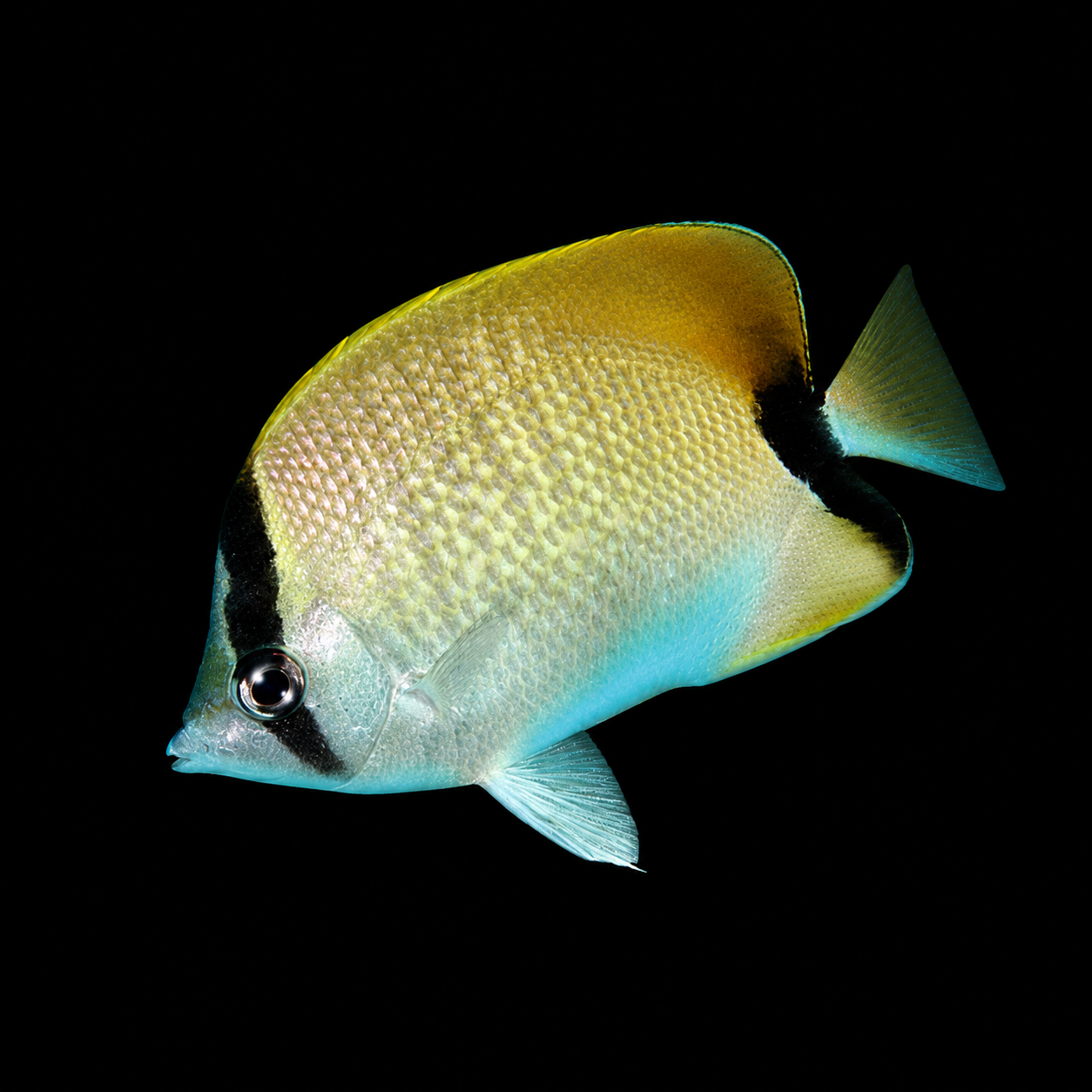 Reef Butterflyfish